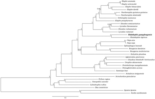 Figure 1. Bayesian tree estimated by using 12 protein-coding genes alignment, adding the posterior probability values of the nodes. Rhabdophis guangdongensis appears in bold.