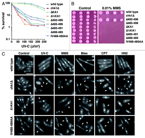 Figure 2. Mutations within the C-terminal regulatory domain ablate Chk1 function. (A) Clonogenic survival to UV-C irradiation for the indicted strains. (B) Ten-fold serial dilutions of the indicated strains were spotted onto YES agar containing no drug and 0.01% MMS and grown at 30°C for 4 d. The MMS and UV-C sensitive strains are similarly sensitive to all DNA damaging agents tested. (C) Non-functional chk1 alleles display the “cut” phenotype (arrowed) after treatment with DNA damaging agents, which is characteristic of checkpoint failure; chk1Δ, Δ½KA1 and IV488–489AA mutants are shown as examples. Under the same conditions, wild-type cells elongate due to the Chk1-dependent cell cycle arrest. Agents used are UV-C (150 J/m2), 2 h after irradiation and a 4 h incubation in the following drugs: 0.01% MMS, 0.5 mU Bleomycin (Bleo), 10 µM Camptothecin (CPT) and 1mM mechlorethamine hydrochloride (HN2).