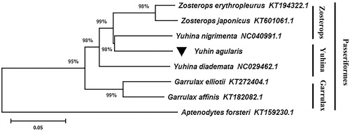 Figure 1. NJ tree of eight species from Passeriformes was constructed based on the sequence of whole genome and Aptenodytes patagonicus (AF076044.1) was used as the outgroup. Numbers on the top of branchs meant bootstrap value. Black triangle represented a sequence of this study.