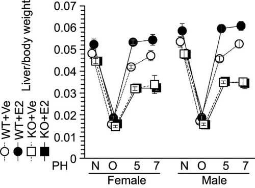 Figure 5 Impaired estradiol (E2)-induced liver weight recovery in ERα knockout (KO) mice. Estradiol (E2) induced liver weight recovery after liver resection in wild-type (WT) mice, but not in KO mice. N = non-operated, O = operated; 5, 7=5 or 7 days after PH; n=5–8 per group.