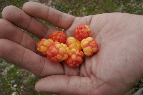 Figure 7. First encounter with bakeapples, picked unintentionally underripe. Photo by the author, 2013.