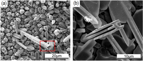 Figure 4. Morphology of Cu6Sn5 whiskers; (a) hexagonal; (b) acicular. Adapted from Tian et al [Citation45], copyright 2014, with permission from Elsevier.