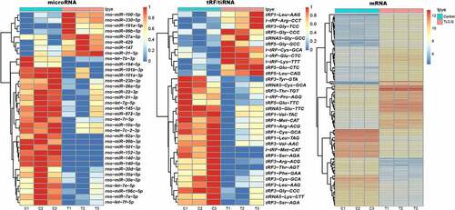 Figure 1. The heatmap of DE microRNA, tRF/tiRNA and mRNA.