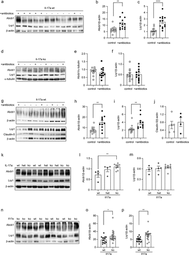 Figure 8. Depletion of gut bacteria increases Abcb1 and Lrp1 expression in the blood-brain-barrier of Il-17a-wildtype, but not Il17a-deficient APP-transgenic mice.