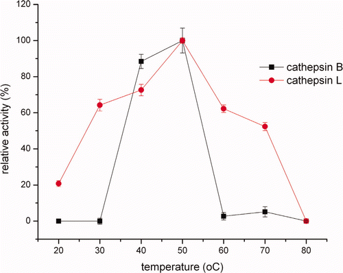 Figure 2. Effects of temperature on cathepsin B and L in crude extracts activity. Figura 2. Efectos de la temperatura en catepsina B y L en la actividad de extractos no purificados.