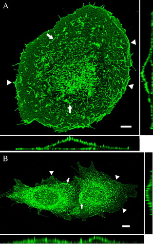 Figure 2.  Full-length TRPV4 is localized in plasma membrane in different cell types. HaCaT keratinocytes (A) and CHO cells (B) were transiently transfected with TRPV4-GFP and fixed 48 h after transfection. The maximum intensity projections (MIP) taken with the laser scanning microscope (LSM), reveal the plasma membrane localization of TRPV4 in the different cell lines. TRPV4 is accumulated in lamellipodia and filopodia (arrowheads) as well as in microvilli (arrows). The orthogonal xz- and yz-sections (bottom and right) demonstrate clearly the localization of the channel in the plasma membrane in both cell types. In addition CHO cells display some TRPV4-GFP localization in the ER (indicated by the diffuse background fluorescence). Bar = 5 µm.