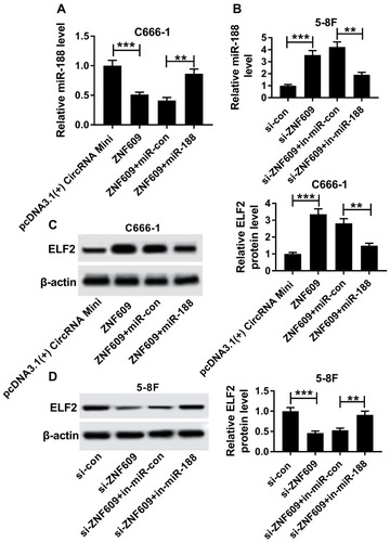 Figure 7 Circ-ZNF609 regulated ELF2 by modulating miR-188. (A and C) MiR-188 expression and ELF2 protein level were detected in C666-1 cells transfected with pcDNA3.1(+) CircRNA Mini, circ-ZNF609, circ-ZNF609+ miR-con, or circ-ZNF609 + miR-188, respectively. (B and D) MiR-188 expression and ELF2 protein level were determined in 5-8F cells transfected with si-con, si-circ-ZNF609, si-circ-ZNF609+ in-miR-con, or si-circ-ZNF609+ in-miR-188, respectively. **P<0.01 and ***P<0.001.