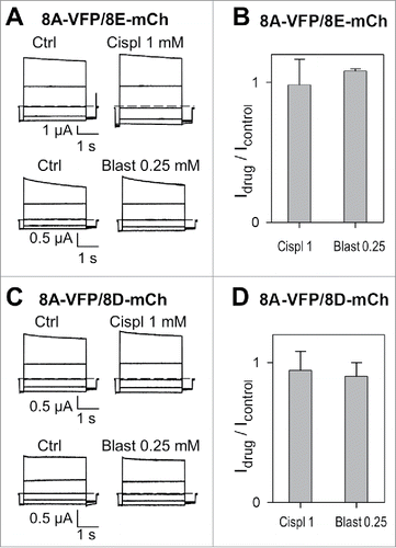 Figure 1. Acute application of cisplatin and blasticidin does not affect currents mediated by 8A-VFP/8E-mCh or 8A-VFP/8D-mCh. (A) Typical current traces of 8A-VFP/8E-mCh expressing oocytes evoked by the “IV-pulse protocol” (see Materials and Methods) in control conditions and after perfusion of 1 mM cisplatin (top) or 0.25 mM blasticidin (bottom). (B) 8A-VFP/8E-mCh currents measured at 60 mV in presence of 1mM cisplatin or 0.25 mM blasticidin were normalized to the value measured before drug application (n = 5 for cisplatin; n = 3 for blasticidin). (C-D) Acute effect of cisplatin and blasticidin on 8A-VFP/8D-mCh. (C) Voltage clamp traces of oocytes expressing 8A-VFP/8D-mCh before and after perfusion of 1 mM cisplatin (top) or 0.25 mM blasticidin (bottom). (D) 8A-VFP/8D-mCh currents recorded at 60 mV were normalized to the value measured before drug application (n = 3). Error bars indicate SD.