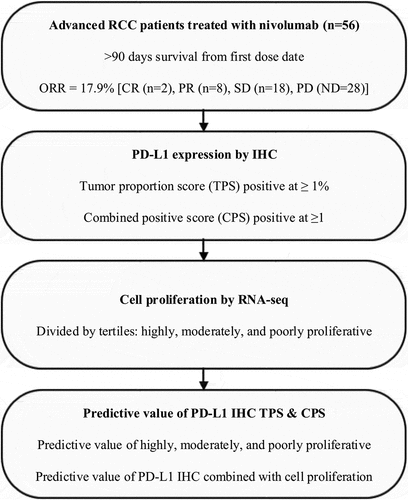 Figure 1. Summary of patient disposition and exploratory analysis. A total of 56 patients with advanced clear cell RCC previously treated with nivolumab were included in the study. All patients had survival data from the date of first dose of nivolumab, and were evaluable by RECIST v1.1 for response. Patients were evaluated for PD-L1 expression by IHC, cell proliferation, and a combination of these two variables.