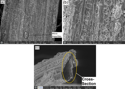 Figure 5. (a-c). SEM images of single FCBF fiber.