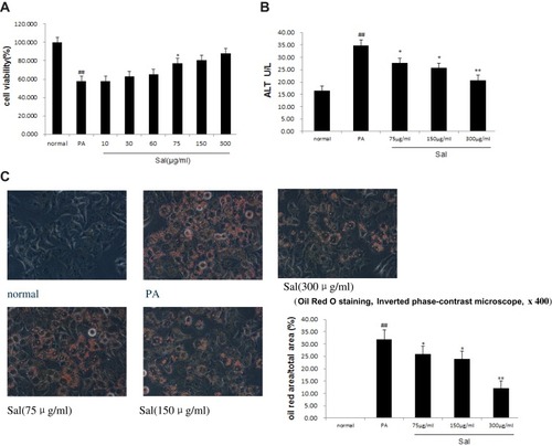 Figure 1 Sal dose-dependent alleviates PA-induced cell injury and lipid accumulation in hepatic L02 cells.