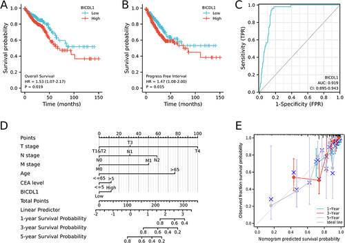 Figure 4 Survival analysis of BICDL1 in CRC. (A) Kaplan-Meier survival analysis illustrating that patients with high BICDL1 expression had a lower OS in TCGA dataset than patients with low BICDL1 expression. (B) Progress Free Interval curve of patients with high BICDL1 versus low BICDL1 expression. High BICDL1 predicts a poor prognosis. (C) The ROC curve analysis indicates the high diagnostic accuracy of BICDL1 in CRC. (D) Nomogram for predicting the probability of 1-, 3-, and 5-year OS for CRC patients. (E) Calibration plot of the nomogram for predicting the probability of OS at 1, 3, and 5 years.