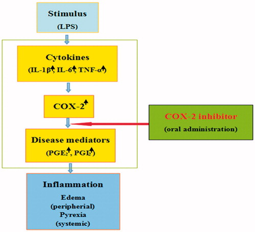 Figure 8. The mechanisms of orally potent anti-pyretic effect in the LPS-induced fever model and anti-oedematous effect in the carrageenan-induced oedema-formation model for COX-2 inhibitor.