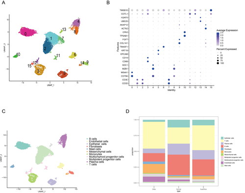 Figure 1. Single cell sequencing identify CAFs is increased in the advanced GC. (A) UMAP map consisting of 23,060 cells in 15 clusters from five patients with diffuse-type gastric cancer. (B) Visualization of the marker genes for each cluster of cells. (C) Annotation of cells from gastric cancer and normal tissues showing a total of 15 clusters of cells. (D) The proportion of the 15 clusters in normal, superficial and deep layers of tumours, the cell number of fibroblasts was increased in deep layers of tumour compared with the normal or superficial tumour tissue.