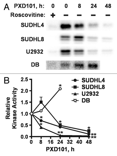 Figure 6. Differential effects of PXD101 on activity of cyclin E/cdk2. Whole cell extracts from cells treated with PXD101 for 0, 8, 24, and 48 h were used to perform immunoprecipitation with cyclin E antibody. (A) Bound fractions were subjected to kinase assay with purified histone H1 as substrate. Roscovitine was added to one sample to ensure that the labeling detected was due to the activity of cyclin-dependent kinases. Following SDS-PAGE, gels were dried and exposed to phosphorimaging screens to visualize radiolabeled protein. Representative results from 3 independent experiments in each cell line. (B) Graphical summary of results from 3–4 independent replicates of IP-kinase assays. (*P < 0.05, **P < 0.01).