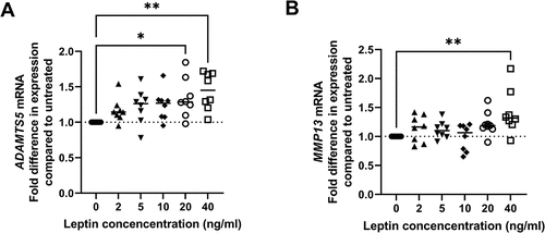 Figure 3. Effect of leptin on expression of ADAMTS5 and MMP13 in chondrocytes. Chondrocytes were treated with leptin at concentrations of 2, 5, 10, 20 or 40 ng/ml for 24 h before measurement of A ADAMTS5 and B MMP13 by RT-1PCR (n = 8). Statistically significant differences between treated groups and untreated controls are shown on each graph as * (P < 0.05), ** (P < 0.01) or *** (P < 0.001).