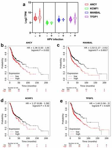 Figure 5. Validation of the prognostic impacts of AHCY, KCMF1, MANBAL and TFDP1 on OSCC. Expression of AHCY, KCMF1, MANBAL and TFDP1 in OSCC patients with HPV positive (+) and negative (-) infection based on TCGA database (a). Overall survival of AHCY, KCMF1, MANBAL and TFDP1 using Kaplan-Meier Plotter web tool (b-e).