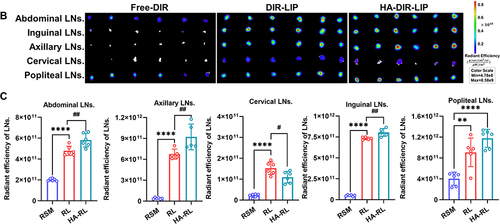 Figure 4 Evaluation of lymphatic targeting characteristics in vitro and in vivo. (A) LSCM fluorescence images of LECs after incubation with Free-C6, C6-LIP, and HA-C6-LIP for 1, 2, and 4 h ([C6] = 5 μg/mL). (B) Fluorescence images of excised LNs from LDLR−/−mice (n = 6) by subcutaneous injection with 20 nmol Free-DIR, DIR-LIP, and HA-DIR-LIP (quantification was normalized according to the content of DIR). (C) Semi-quantitative radiant efficiency of the uptake of Free-DIR, DIR-LIP, and HA-DIR-LIP by the LNs at 3 hours after s.c administration (Mean ± SD; RSM compared with RL or HA-RL, **P<0.01, ****P<0.0001; RL compared with HA-RL, #P< 0.05, ##P<0.01).