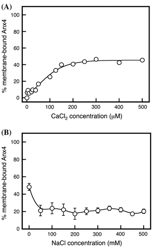 Fig. 4. Calcium-dependent association and sodium-dependent dissociation of variants with a quadruple substitution.Notes: (A) Membrane association of variants with a quadruple substitution, CBS-AAAA was investigated in various concentrations of calcium. (B) Dissociation of CBS-AAAA was investigated in various concentrations of sodium chloride. The ratio was expressed as the percentage of bound CBS-AAAA to bound wild-type Anx4 in the presence of 200 μM calcium chloride. Data represent the average ± standard deviation of three independent experiments. The proportion of membrane-bound variants was calculated by dividing the band intensity of the membrane-bound protein by that of the membrane-bound wild-type protein in the presence of 2 mM calcium chloride.