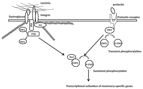 Figure 6 A scheme showing that the PI3K-Rac1 pathway mediates signal transduction from LN1 to STAT5.