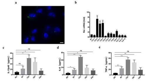 Figure 6. TeEVs could activate TLR2 and induce cytokines secretion in BMDMs. (a) After incubating the labeled EVs with BMDMs for 2 h, the internalization of EVs by BMDM was observed by confocal laser scanning. Green: labeled EVs. Blue: nuclei. Scale bar = 5 μm. (b) WT mouse BMDMs were incubated with TeEVs or medium alone, respectively. RT-qPCR was used to analyze the relative mRNA level of TLRs in total RNA. (c-e) After WT mouse BMDMs and EVs were co-incubated, the secretion of cytokines was detected by ELISA assays. Bars represent the mean ± SEM of triplicate experiments. ns, not significant; *, P < 0.05; **, P < 0.01; ***, P < 0.001 VS the negative control group