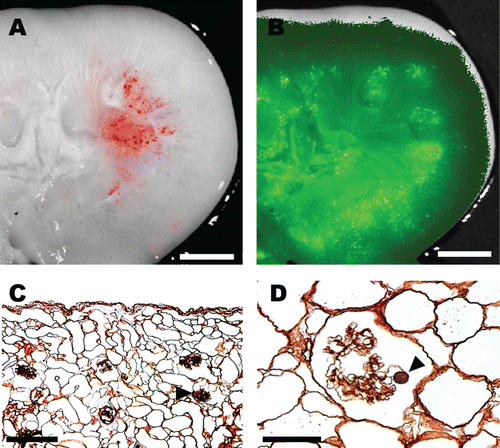 Figure 2. Fluorescent 10 μm polystyrene microspheres (FluoSpheres®) with antegrade perfusion in renal artery (red), (A) visualizing afferent arteriole and glomerulus and retrograde perfusion in ureter (green), (B). Scale bar (A, B) 1 cm. Ten μm polystyrene FluoSpheres® (arrowhead) injected retrograde in the ureter and reaching Bowman's space. Scale bar (C, D) 50 μm.