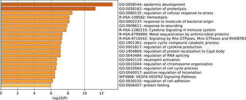 Figure 2 Functional enrichment and annotation for DEGs analyzed using Metascape with major sources, including GO Biological Processes, Reactome Gene Sets and WikiPathways.