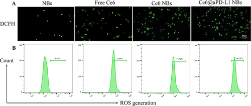 Figure 4 Generation of ROS in PC3 cells. After cellular uptake of Ce6 and ultrasonic irradiation, the generation of ROS in cells were detected by FSMS (A) and flow cytometry (B). Scale bar = 20µm.