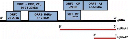 Fig. 4. Genome organization of Polerovirus. The molecular weights of proteins encoded by each ORF are indicated in kilodaltons (kDa). Functions of proteins are indicated where known: ORF0, no homology to known proteins, PRP, putative protease; VPg, genome linked protein; RdRp, RNA-dependent RNA polymerase; CP, coat protein; AT, aphid transmission; MP, movement protein. Position of subgenomic RNAs (red lines) are indicated below genomic RNA (black line). ORF 3 encodes the major coat protein (CP). In-frame translational read through of the ORF3 stop codon is necessary for translation of ORF5 which exists fused to CP as a read-through domain (RTD). The RTD is necessary for aphid transmission, but not for virion assembly (Chay et al., Citation1996). ORF4 permits infection of the phloem tissue of the entire plant (Chay et al., Citation1996). The homologue of ORF4 in Potato leaf roll virus (PLRV) has many biochemical properties of a cell-to-cell movement protein including non-specific single-stranded nucleic acid binding, ability to be phosphorylated and localization to the plasmodesmata (Schmitz et al., Citation1997). The poleroviruses have an extra ORF (0) at the 5′ end that is absent in BYDV. ORF0 from PLRV induces virus symptoms on its own (van der Wilk et al., Citation1997). ORFs 3, 4 and 5 are the only sequences in which Luteovirus and Polerovirus genera share homology.