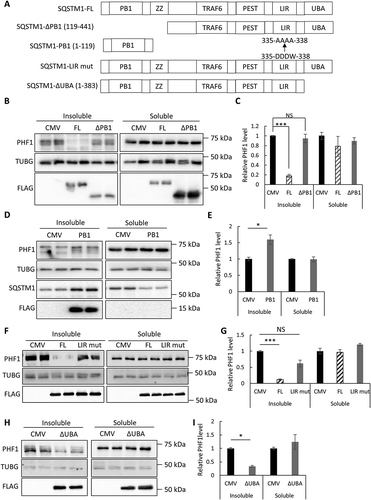 Figure 3. Structure-function analysis of SQSTM1 in seeding assay. (a) Schematic representation of domain structures in FL (full-length) SQSTM1, the SQSTM1-ΔPB1 (SQSTM1 deleting the PB1 domain), SQSTM1-PB1 (PB1 domain alone), SQSTM1-LIR mut (LIR mutant 335-DDDW-338 to 335-AAAA-338) and SQSTM1-ΔUBA (deleting the UBA domain). All constructs were FLAG-tagged at the C terminus. (b) Representative western blot image of PHF1 mutant MAPT in soluble and insoluble fractions from the MAPT-PL-V5 expressing HEK293 cells transfected with empty vector (CMV), SQSTM1-FL, or ΔPB1 mutant. SQSTM1 overexpression was confirmed using the anti-FLAG antibody. (c) Quantitative analyses of (b) showing that SQSTM1-ΔPB1 failed to promote PHF1 mutant MAPT degradation. (d) Representative western blot image of PHF1 mutant MAPT in soluble and insoluble fractions from the MAPT-PL-V5-expressing HEK293 cells transfected with empty vector (CMV) or a plasmid encoding SQSTM1-PB1. Endogenous SQSTM1 was detected using an anti-SQSTM1 antibody (SQSTM1) while SQSTM1-PB1 expression was visualized using the anti-FLAG antibody (FLAG). (e) Quantification of (d) showing increased insoluble PHF1 mutant MAPT by SQSTM1-PB1 expression. (f) Representative western blot image of PHF1 mutant MAPT in soluble and insoluble fractions from the MAPT-PL-V5-expressing HEK293 cells transfected with empty vector (CMV), or a plasmid encoding SQSTM1-FL, or the SQSTM1-LIR mutant. SQSTM1 overexpression was confirmed using the anti-FLAG antibody. (j) Quantitative analyses of (f) showing that the SQSTM1-LIR mut failed to promote PHF1 mutant MAPT degradation. (h) Representative western blot image of PHF1 mutant MAPT in soluble and insoluble fractions from the MAPT-PL-V5-expressing HEK293 cells transfected with empty vector (CMV), or a plasmid encoding the SQSTM1-ΔUBA mutant. SQSTM1 overexpression was confirmed using the anti-FLAG antibody. (g) Quantitative analyses of (i) showing SQSTM1-ΔUBA was still functional in PHF1 mutant MAPT degradation. HEK293 cells transfected with empty vector was used as a control in transfection studies. TUBG was used as a loading control in all western blot analyses. Data are presented as relative levels of protein:TUBG and expressed as mean ± SEM (n = 3 of 3 experiments). NS, non-significant; *P ≤ 0.05; ***P ≤ 0.001.