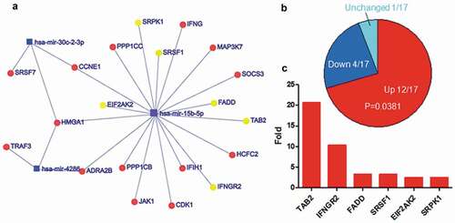 Figure 5. Up-regulated expression of the top five-decreased was composed of miRNA targets are associated with herpes virus infection. a. The network of miRNAs and their targets which were enriched in herpes virus infection. The yellow circles indicated the genes of which expression were increased more than two-fold after EBV infection. b. The expression alteration of targets associated with herpes virus infection after EBV infection. P-value was calculated using Fisher exact test in R. c. The genes of which expression were increased more than twofold after EBV infection. The gene expression data were calculated using RNA-Seq data with or without EBV infection from SRA.