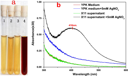 Figure 2. (a) Color change of reaction mixture containing different constituents (1. YPK medium; 2. YPK medium with 5 mM of AgNO3; 3. L. sphaericus MR-1 (X11) cell-free extract; 4. L. sphaericus MR-1 (X11) cell-free extract with 5 mM AgNO3). After overnight incubation, only the L. sphaericus MR-1 (X11) cell-free extract with 5 mM of AgNO3 showed an obvious color change from clear pale yellow to dark brown, confirming the formation of silver nanoparticles. (b) UV–vis spectrum of the reaction mixture containing different constituents, only the L. sphaericus MR-1 (X11) cell-free extract after the overnight incubation of the 5 mM of AgNO3 showed a peak at 416 nm, further confirming the formation of silver nanoparticles.