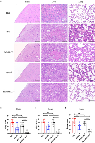 Figure 7. Loss of PepO attenuates organ injury in S. suis -infected mice. (a-d) C57BL/6 mice were inoculated with the S. suis WT strain or ΔpepO mutant by intravenous injection, and subsequently treated with or without LL-37. (a) histopathological H&E staining of brain, liver, and lung tissue sections from each group of mice. Scale bars = 100 μm. The pathological scores of the brain (b), liver (c), and lung (d) were blindly evaluated in three random fields by two independent scientists. Statistical significance was calculated using one-way ANOVA test followed by Tukey’s multiple-comparison test. ns, not significant; *P < 0.05; **P < 0.01; ***P < 0.001.