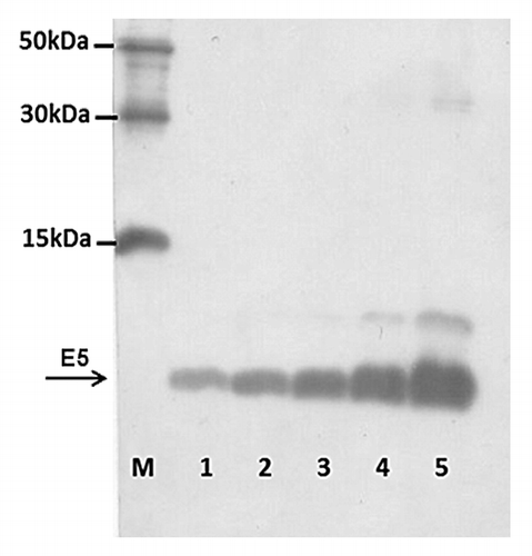 Figure 1. HPV 16 E5 peptide production. Immunoblotting of purified bacterial extracts was performed as in Material and Methods. Lanes 5 to 1–0.5 dilution of purified bacterial extracts; Lane M–6xHIS Protein Ladder (Qiagen).