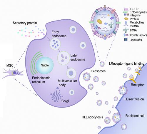 Figure 1 The source of MSCs, the process of secreting MSC-Exos, and the mechanism of interaction between MSC-Exos and recipient cells. MSCs can be isolated from fat, placenta, bone marrow, and muscle tissue. As the plasma membrane buds inward, the secreted proteins form early endosomes through endocytosis, followed by late endosomes, and finally multivesicular bodies (MVBs). Some MVBs release vesicles into the extracellular space as exosomes. MSC-Exos can deliver cargo to recipient cells in three ways: endocytosis, direct membrane fusion, and receptor ligand binding.