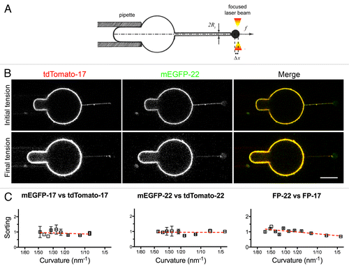 Figure 8. Distribution of TA proteins in GUVs and tubes of controlled curvature pulled from GUVs by optical tweezers and micropipette aspiration. (A) Illustration of the method. The GUV membrane is bound to a bead trapped by optical tweezers (right) and aspirated in a micropipette (left) to control its tension. By moving the GUV away from the trap, a tube can be pulled out between the GUV and the bead. Subsequently, by increasing the aspiration force, the membrane tension is progressively increased and the tube radius progressively decreased (see Methods). (B) Fluorescent confocal imaging of an aspirated GUV and membrane tube at initial (top) and final (bottom) tension. The increase in tension can be appreciated by the larger portion of the vesicle aspirated inside the micropipette and by the decreased fluorescent signal in the tube. In the lower row, the images have been nonlinearly enhanced to make the thinner tube visible. Scale bars in B and C, 5 μm. (C) Measurement of the sorting ratio of the indicated construct couples as a function of curvature (see Methods). The sorting ratio at the first tension step was set to 1. Results are given as means ± SEM (n = 17, 7, and 6 for FP-22/FP-17, mEGFP-17/tdTomato-17 and mEGFP-22/tdTomato-22 respectively). Red lines represent the linear regression fitting to the experimentally measured values.