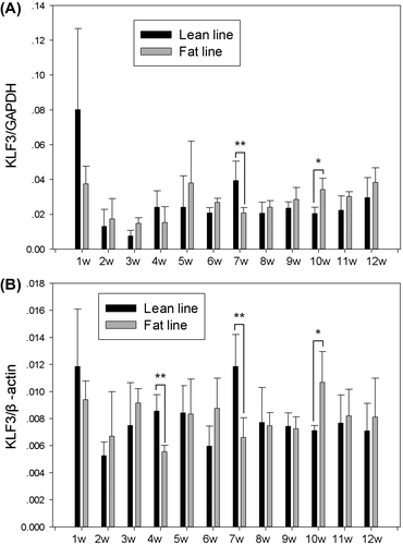 Fig. 3. Expression characterization of KLF3 in abdominal fat tissue of NEAUHLF broiler lines.Notes: KLF3 mRNA expression in abdominal fat tissue of male broilers at various ages (each age, each line, n = 3–6) was analyzed by real-time RT-PCR. Chicken GAPDH and β-actin were used as internal controls. The diagram shows the relative quantification of KLF3 mRNA expression. Error bars indicate the standard deviation of KLF3 mRNA expression among individuals of the same age and line. Asterisks indicate significant differences between fat and lean broilers p < 0.05 (*) or p < 0.01 (**), 1–12 w = 1–12 weeks of age.