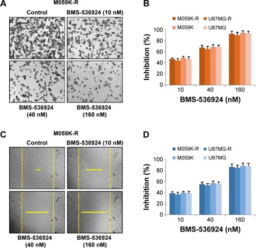 Figure 4 BMS-536924 inhibits migration of both TMZ-sensitive and -resistant glioma cells.