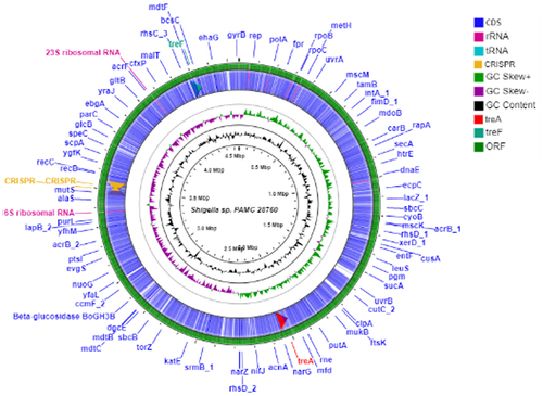 Figure 2. Circular genome comparison using CGView ServerBETA (http://cgview.Ca/) tool for the representation of genome and features of the S. sp. PAMC28760. The contents of the featured rings (starting with the outermost ring to the centre) are as follows. Ring 1, combined ORFs in forward and reverse strands; Ring 2, trehalose degradative genes, combined forward and reverse strand, and CDS (including tRNA and rRNA) in forward and reverse strands; Ring 3, GC skew plot, values above average are depicted in green, and below average in purple; Ring 4, GC content plot; and Ring 5, Sequence ruler.