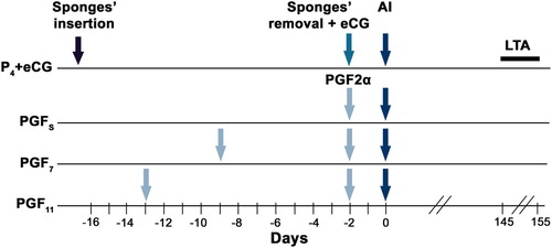 Figure 1. Schematic representation of the experimental design. P4+ECG group: ewes synchronized with the standard protocol using intravaginal polyurethane sponges and 1 injection of ECG. PGFS group: ewes synchronized with 1 injection of dinoprost. PGF7 and PGF11 groups: ewes synchronized with two injections of dinoprost given 7 and 11 days apart respectively, starting 13 days before the timed artificial insemination (Day 0). AI: day of artificial insemination. LTA: Lambing to AI between 145 and 155 days.