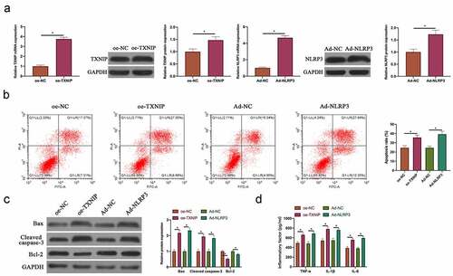 Figure 3. Overexpressing TXNIP or NLRP3 promoted N2O-induced hippocampal neuron injury