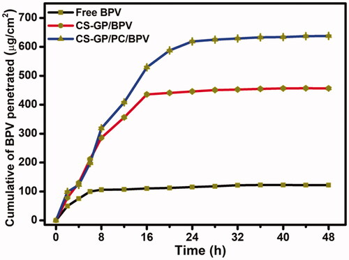 Figure 10. In vitro permeation studies of free BPV, CS-GP/BPV, and CS-GP/PC/BPV solution on the skin of mice.