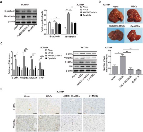 Figure 6. MSCs promoted CRC liver metastasis by self-differentiation to CAFs via CXCR4/TGF-β1 axis.(a) Western blot analysis for protein levels of E-cadherin and N-cadherin in the primary xenograft tumor tissues treated with or without MSCs and DMSO, AMD3100 or Cy administration. The quantitative analyses of protein bands grey intensity were displayed in the hisograms. (b) Observation and counting of metastatic nodules on the liver surface from HCT116 nude mice of each group treated with or without MSCs and DMSO, AMD3100 or Cy administration for 30 days. (c) qPCR and western blot analysis for expression of CAFs markers α-SMA, Vimentin, S100A4 and FAP, and (d) Immunohistochemistry analysis for the levels of α-SMA and Vimentin in the metastatic liver tissues from HCT116 nude mice of each group treated with or without MSCs and DMSO, AMD3100 or Cy administration. * p < .05, ** p < .01.