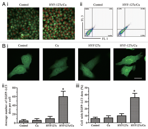 Figure 6. Fluorescent imaging results indicate that HYF127c/Cu induces autophagy in HeLa cells. (A) Accumulation of acidic vesicular organelles in HYF127c/Cu-treated HeLa cells. (i) Representative fluorescence images of cells treated with HYF127c/Cu or the control. In control cells, there was no red fluorescence from AO in the cytoplasm. However, there were many punctate red fluorescing compartments after treatment with 5 μM HYF127c/Cu for 12 h. Scale bar: 50 μm. (ii) Representative FACS results of cells treated with HYF127c/Cu or the control after AO staining. (B) Punctate distribution of EGFP-LC3 in HYF127c/Cu-treated cells. HeLa cells were transfected with EGFP-LC3 24 h before treatment with 5 μM HYF127c/Cu. Twelve h later, the punctate distribution of EGFP-LC3 was visualized and compared with the diffused distribution in control cells (i). Scale bar: 20 µm. The percentage of cells with evident accumulation of EGFP-LC3 dots (ii) and the average number of EGFP-LC3 dots in cells (iii) (n = 3, *P < 0.05).