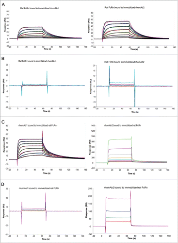 Figure 1. Representative sensorgrams of rhumAbs binding to recombinant rat FcRn on 2 Biacore assay formats. (A) recombinant rat FcRn bound to immobilized rhumAbs on format 1 at pH = 6.0, and (B) at pH = 7.4; (C) rhumAbs bound to immobilized recombinant rat FcRn on format 2 at pH = 6.0, and (D) at pH = 7.4. The experimental data are represented by colored lines. On format 1, at pH 6.0, concentrations of rat FcRn (from bottom to top) are 0.078, 0.156, 0.313, 0.625, 1.25, 2.5, 5, and 10 µM. The black lines are fitted data using the kinetic monovalent binding model. At pH 7.4 concentrations of tested rat FcRn (from bottom to top) are 2.5, 5, 10, and 20 µM. On format 2, concentrations of rhumAbs (from bottom to top) are 0.039, 0.078, 0.156, 0.313, 0.625, 1.25, 2.5, and 5 µM. The black lines are fitted data using the kinetic bivalent binding model. At pH 7.4 concentrations of rhumAbs (from bottom to top) are 1.25, 2.5, 5, and 10 µM. The sensorgrams were generated after in-line reference cell correction followed by buffer sample subtraction. The experiments were conducted using running buffer containing PBS, 0.05% polysorbate 20, pH 6.0 or pH 7.4.