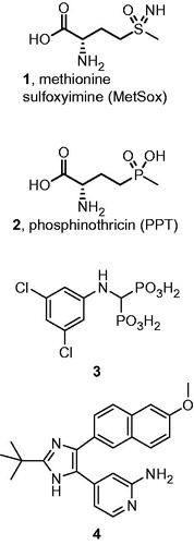 Figure 2. Representative examples of glutamine synthetase inhibitors.