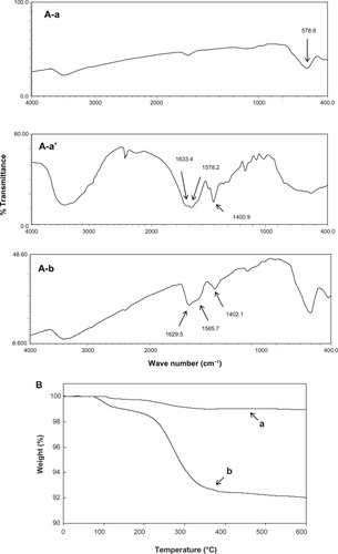 Figure 1 Comparative Fourier transform infrared spectra of bare-SPIONs. (A–a) Pure PGA (A–a′) and PGA-SPIONs (A–b), as well as thermogravimetric curves of bare-SPIONs (B–a) and PGA-SPIONs (B–b).Abbreviations: SPIONs, superparamagnetic iron oxide nanoparticles; PGA, poly(γ-glutamic acid); PGA-SPIONs, poly(γ-glutamic acid)-superparamagnetic iron oxide nanoparticles.