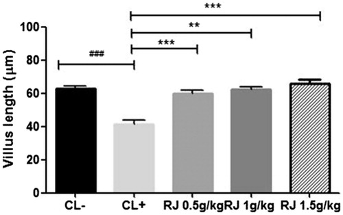 Figure 8. Evaluation of the villus height fragments of jejunum of mice received royal jelly for seven days at the respective doses of 0 (positive control), 0.5, 1 and 1.5 g/kg and then sensitized intraperitoneally with β-Lg. Data are mean ± SE (standard error). (###p < 0.001 compared with unsensitized mice (CL−). **p < 0.01; ***p < 0.001 compared with positive control mice (CL+); n = 10 per group).