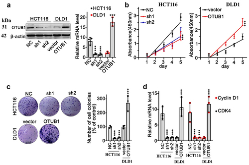 Figure 2. OTUB1 expression level was associated with malignant behavior of CRC cancer cells. (a) WB/qRT-PCR study on expression of OTUB1 in HCT116 and DfLD1 cell groups correspondingly treated by OTUB1-specific shRNAs and overexpression vectors. (b) Cellular proliferation test was performed in the HCT116 cells transfected with OTUB1 shRNAs and DLD1 cells transfected with OTUB1 overexpression vector. (c) Colony formation test on HCT116 and DLD1 cells correspondingly transfected with OTUB1 shRNAs and OTUB1 overexpression vector (200X). (d) qRT-PCR analysis on CDK4 and Cyclin D1 mRNA expression in HCT116 and DLD1 cell groups correspondingly transfected with OTUB1 shRNAs and OTUB1 overexpression vector. *** p < 0.001 compared with group NC or vector.