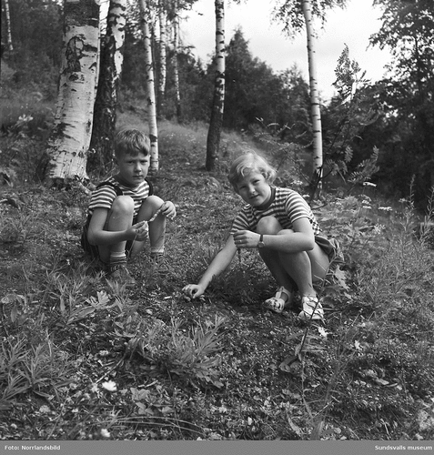 Figure 1. The children Marianne and Christer in Sundsvall picking strawberries in the summer of 1950 (Photo: Norrlandsfoto/Sundsvalls Museum CC-BY-NC). https://digitaltmuseum.se/021015994648/barnen-marianne-och-christer-from-plockar-smultron-pa-stra [Free to use.].
